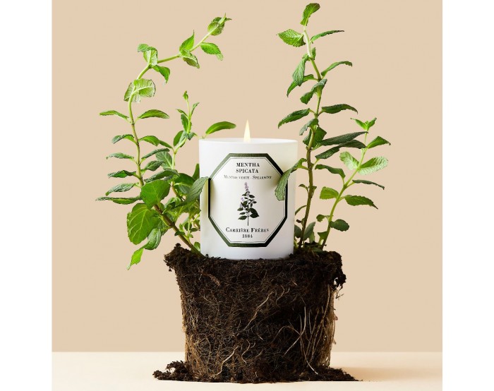 Spearmint Candle Mentha Spicata