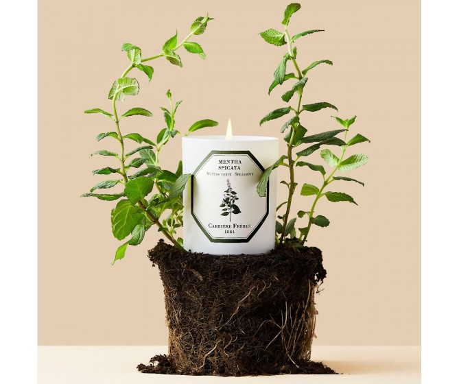 Spearmint Candle Mentha Spicata